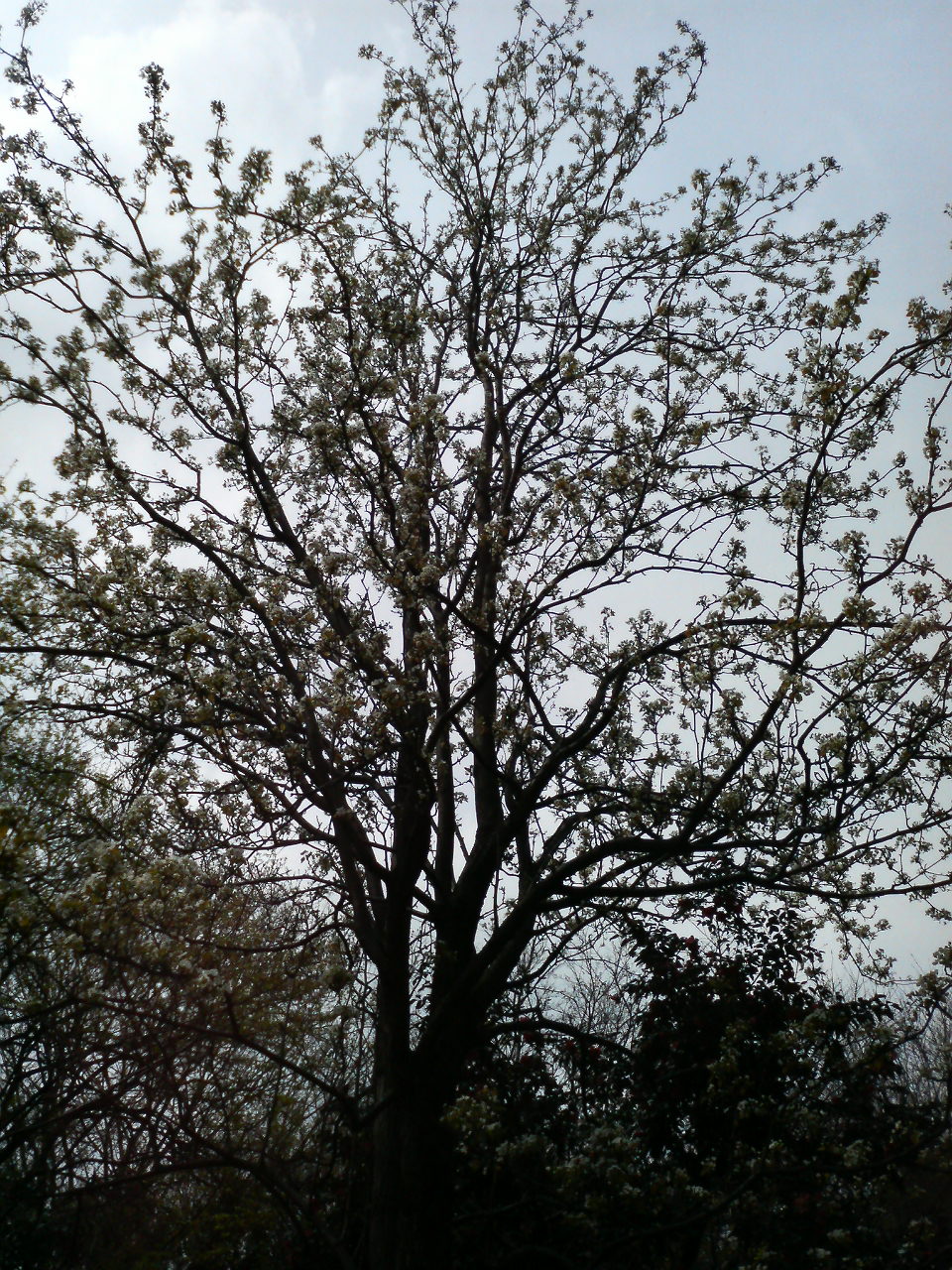 新宿御苑の梨の木